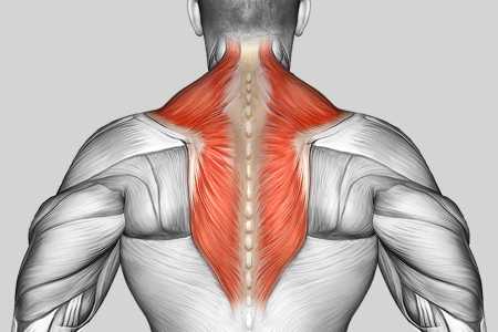 Exercise Category Muscles